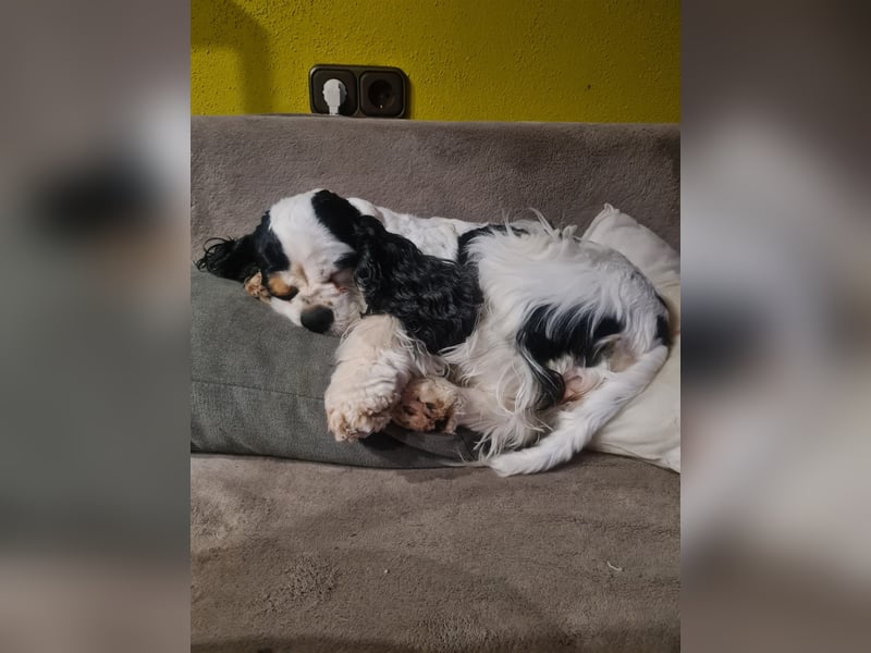 Luna, unsere Cockerhündin, 4 1/2 Jahre alt, sucht liebevolle Familie