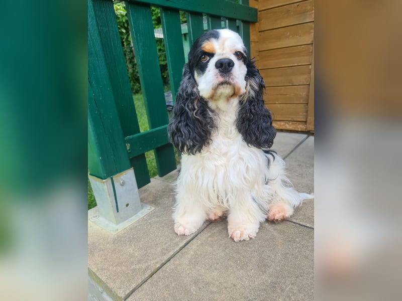 Luna, unsere Cockerhündin, 4 1/2 Jahre alt, sucht liebevolle Familie