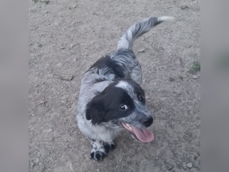 Winston ein Winziger Paket Freude