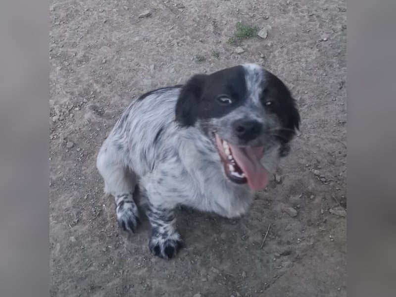 Winston ein Winziger Paket Freude