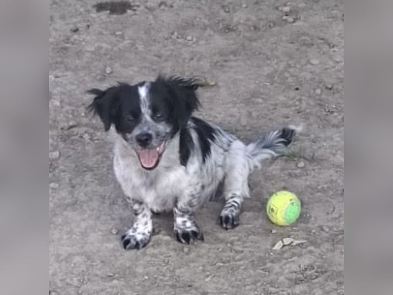 Winston ein Winziger Paket Freude