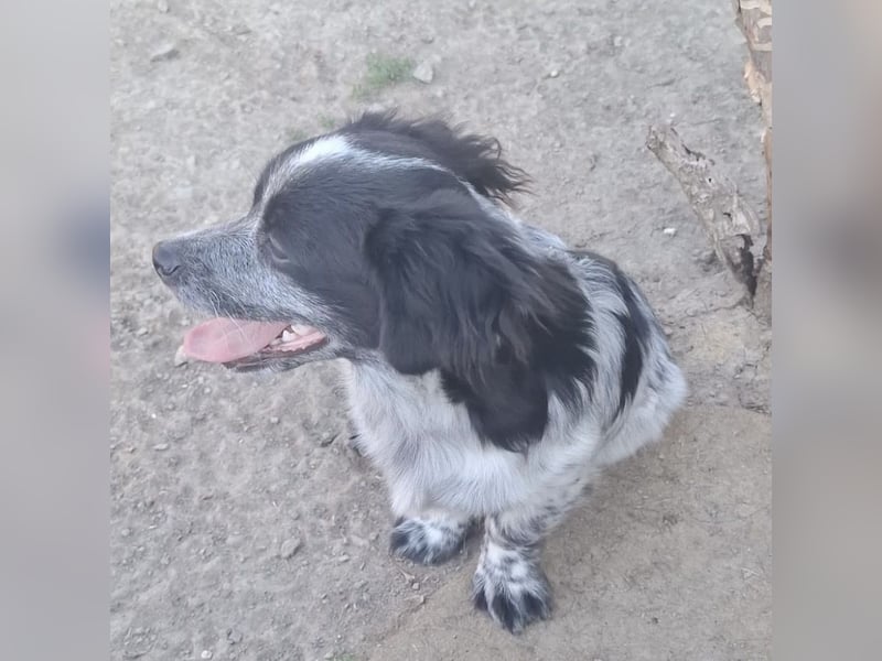 Winston ein Winziger Paket Freude