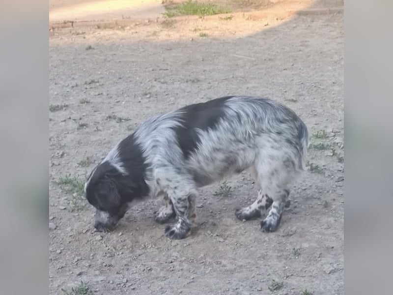 Winston ein Winziger Paket Freude