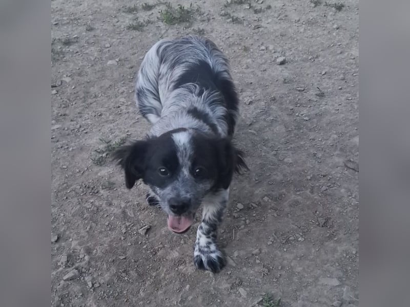 Winston ein Winziger Paket Freude