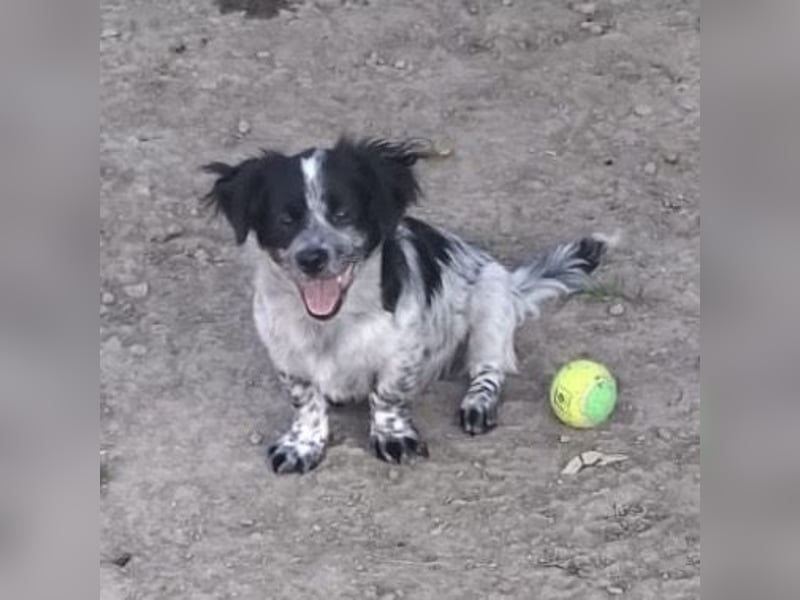 Winston ein Winziger Paket Freude