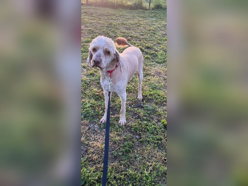 Emil,  Cocker Spaniel/ Lagotto Mix Rüde