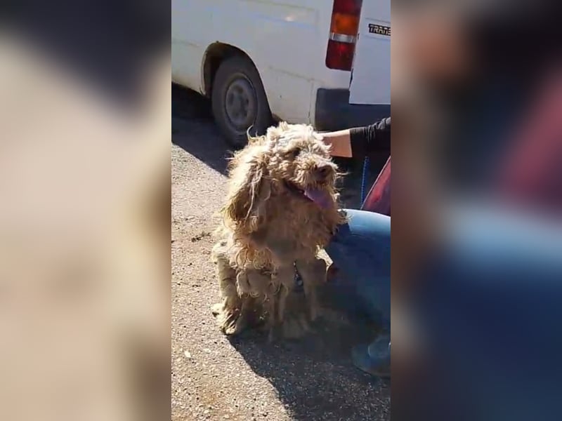 Emil,  Cocker Spaniel/ Lagotto Mix Rüde