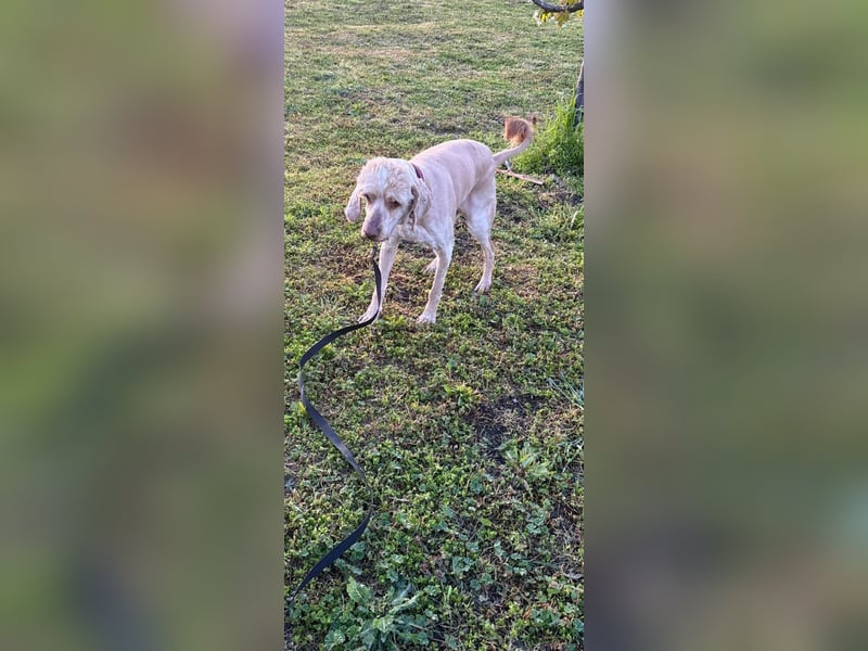 Emil,  Cocker Spaniel/ Lagotto Mix Rüde