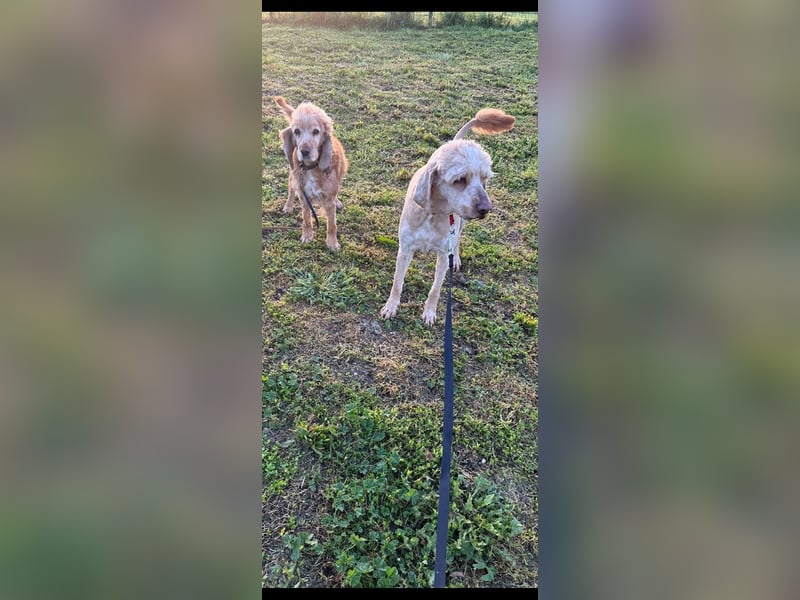 Emil,  Cocker Spaniel/ Lagotto Mix Rüde