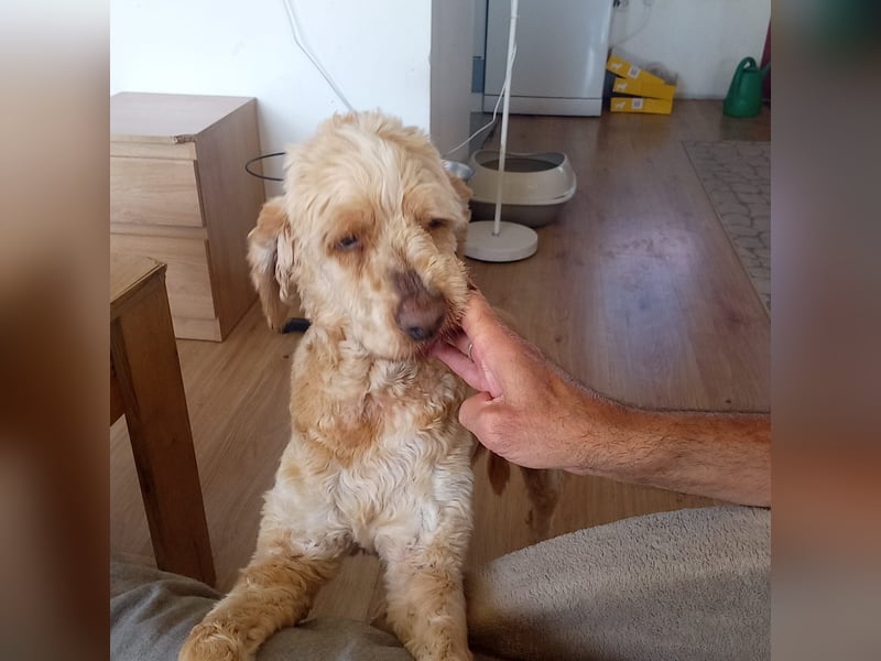 Emil,  Cocker Spaniel/ Lagotto Mix Rüde