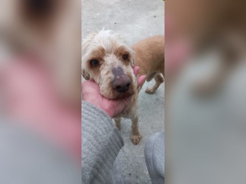 Emil,  Cocker Spaniel/ Lagotto Mix Rüde