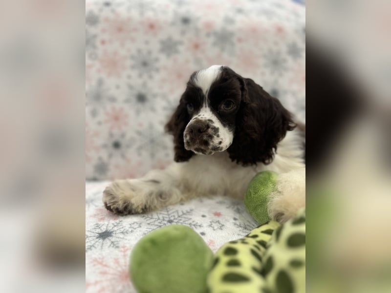 Churro of Your Brilliand Diamond American cocker spaniel puppies Welpe sucht sein Traumhaus