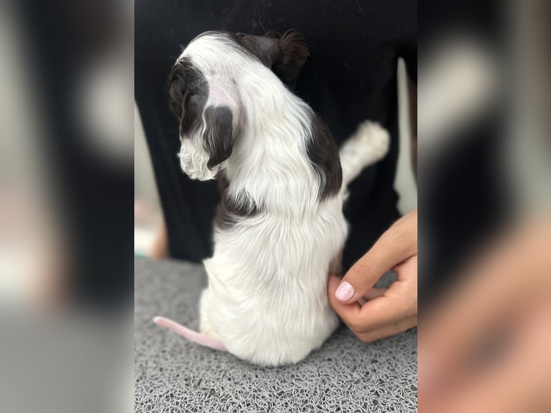 American Cocker Spaniel Rüde auf der Suche nach einer liebevollen Familie