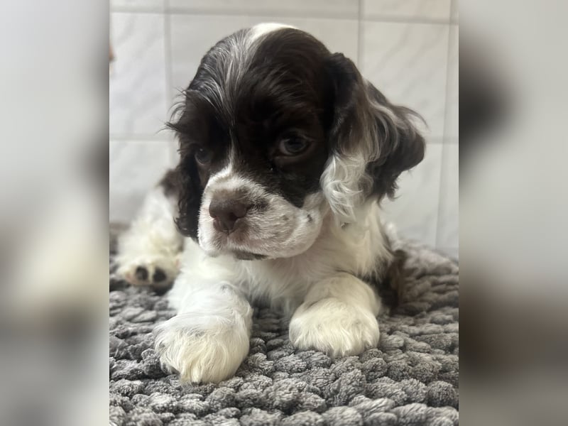 American Cocker Spaniel Rüde auf der Suche nach einer liebevollen Familie