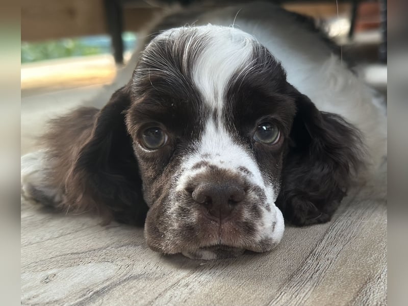 Churro of Your Brilliand Diamond American cocker spaniel puppies Welpe sucht sein Traumhaus