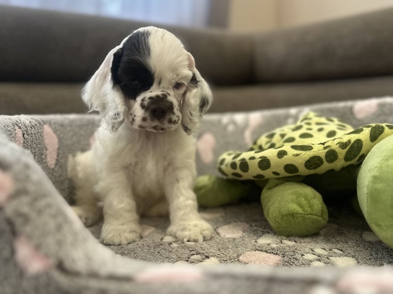 Aaron of Your Brilliand Diamond American cocker spaniel puppies Welpe sucht sein Traumhaus