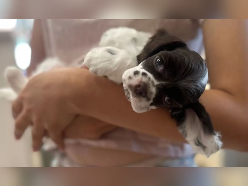 American Cocker Spaniel Rüde auf der Suche nach einer liebevollen Familie