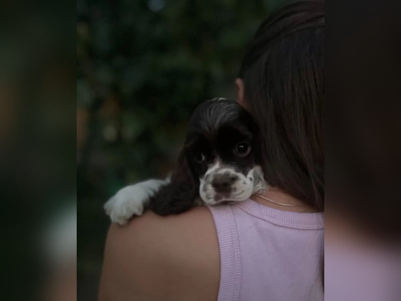 American Cocker Spaniel Rüde auf der Suche nach einer liebevollen Familie