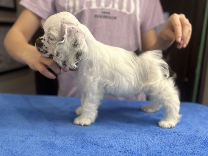 Aaron of Your Brilliand Diamond American cocker spaniel puppies Welpe sucht sein Traumhaus