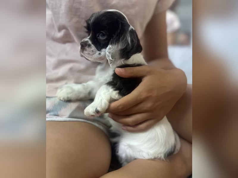 American Cocker Spaniel Rüde auf der Suche nach einer liebevollen Familie