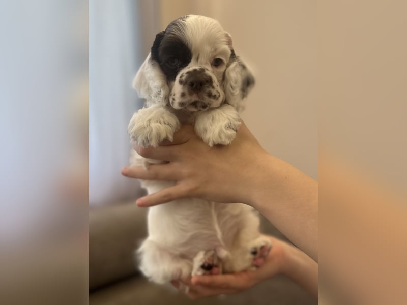 Aaron of Your Brilliand Diamond American cocker spaniel puppies Welpe sucht sein Traumhaus