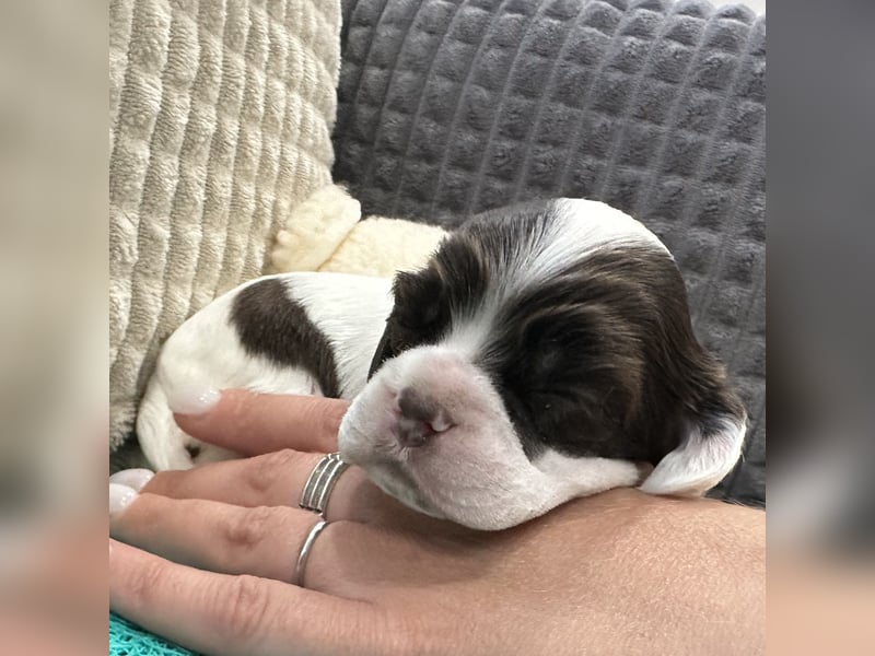 American Cocker Spaniel Rüde auf der Suche nach einer liebevollen Familie