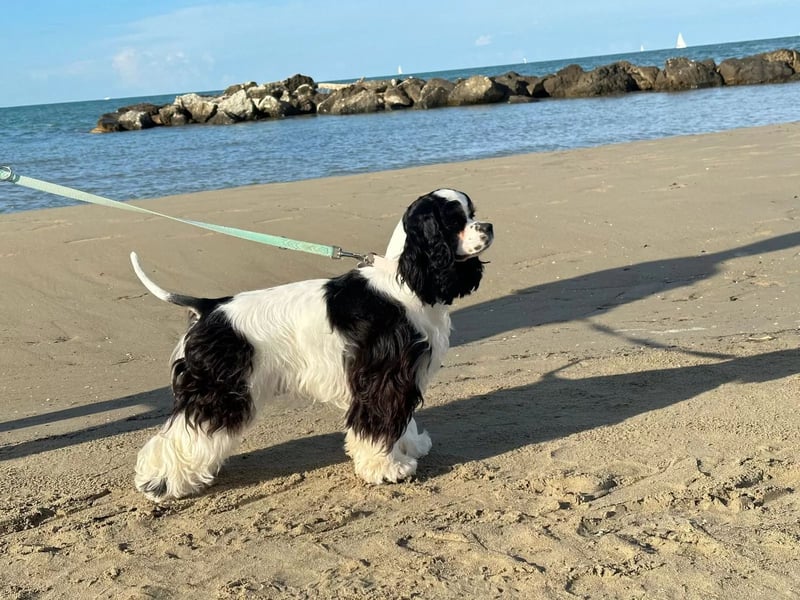 American Cocker Spaniel Rüde auf der Suche nach einer liebevollen Familie