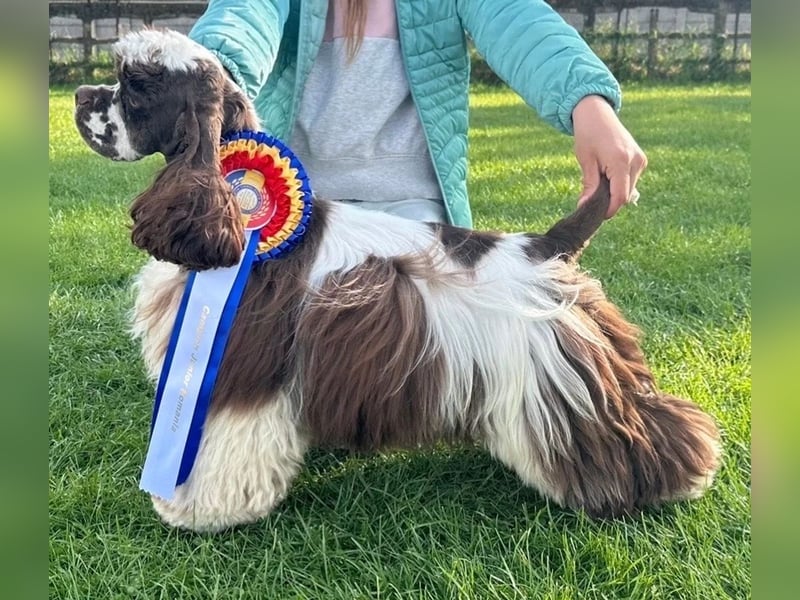 American Cocker Spaniel Rüde auf der Suche nach einer liebevollen Familie