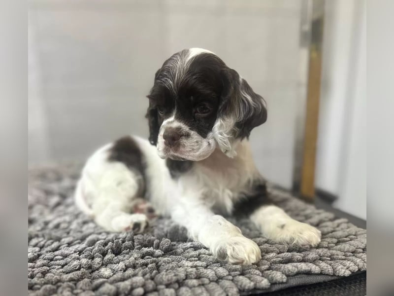 American Cocker Spaniel Rüde auf der Suche nach einer liebevollen Familie