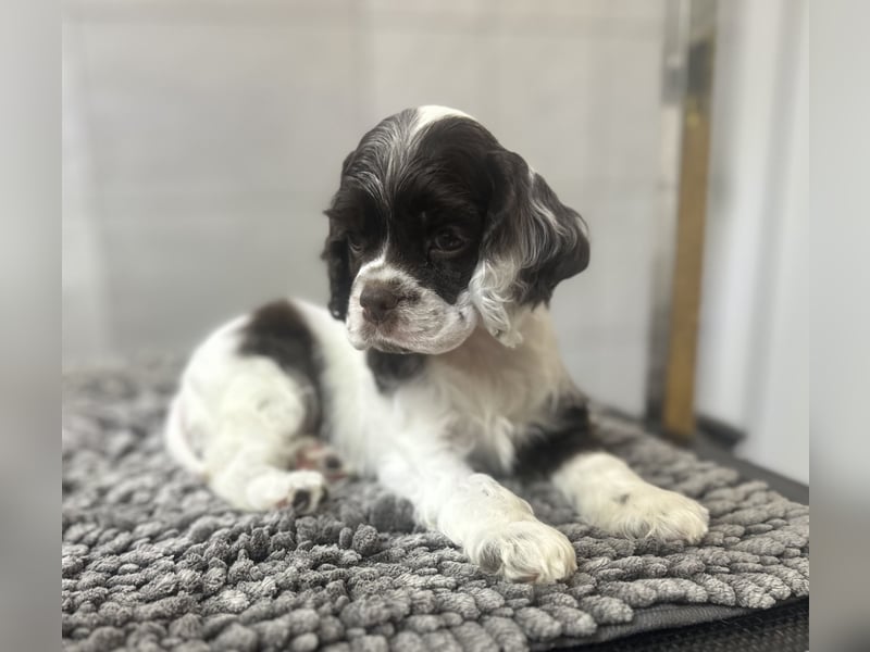 American Cocker Spaniel Rüde auf der Suche nach einer liebevollen Familie