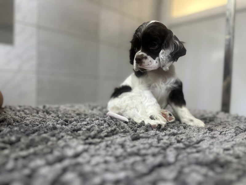 American Cocker Spaniel Rüde auf der Suche nach einer liebevollen Familie