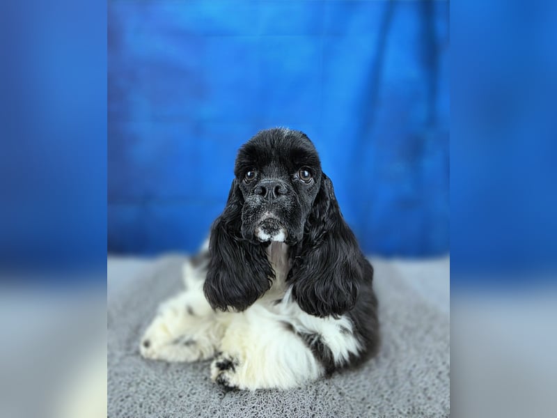 Seltene elegante schwarz-weiße Farbe Amerikanischer Cocker Spaniel Rüde