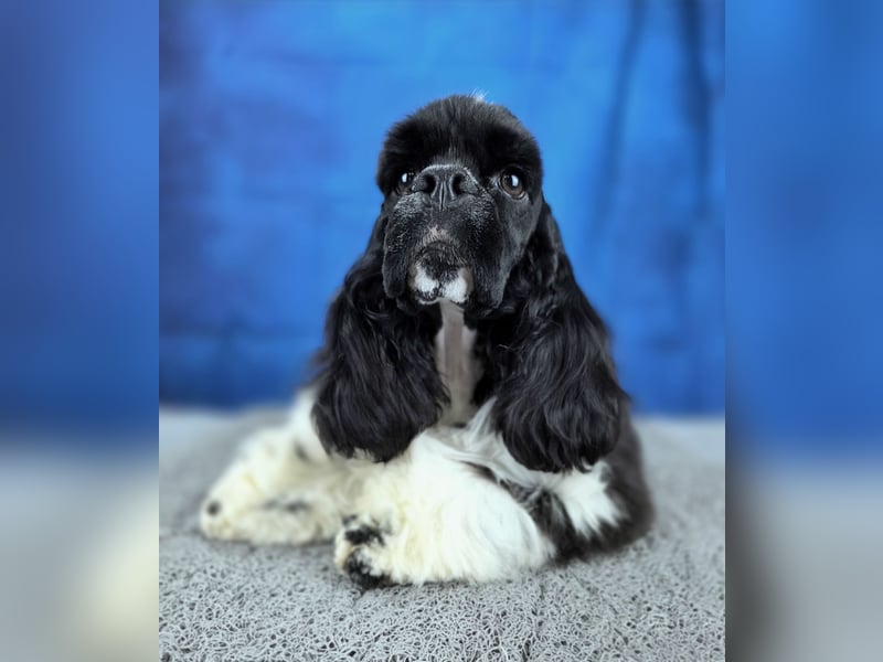 Seltene elegante schwarz-weiße Farbe Amerikanischer Cocker Spaniel Rüde