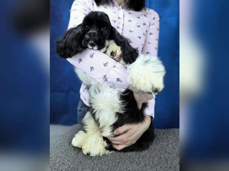 Seltene elegante schwarz-weiße Farbe Amerikanischer Cocker Spaniel Rüde
