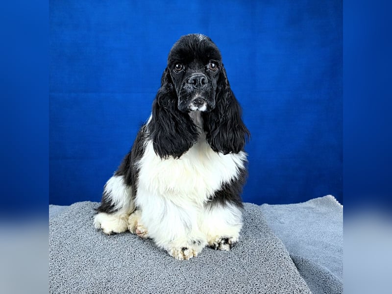 Seltene elegante schwarz-weiße Farbe Amerikanischer Cocker Spaniel Rüde