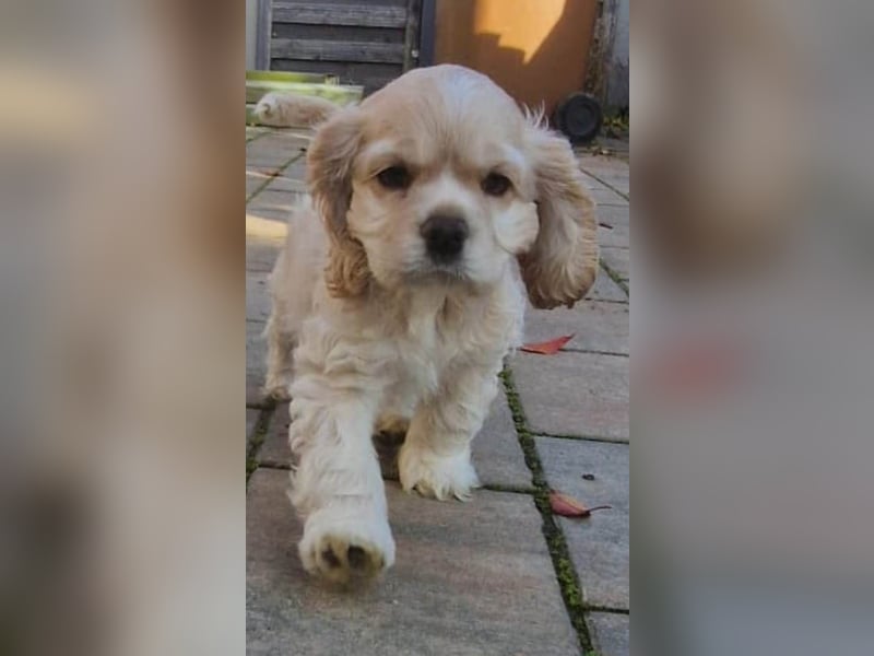 Süßer American Cocker Welpe sucht noch eine tolle Familie!