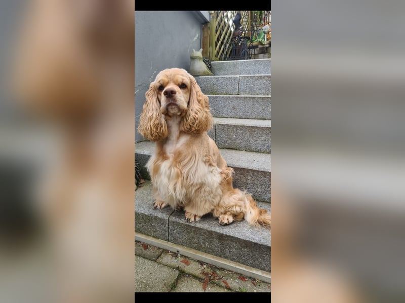 Süßer American Cocker Welpe sucht noch eine tolle Familie!