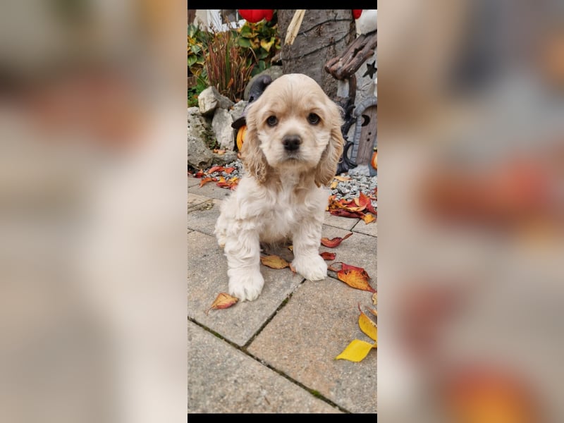 Süßer American Cocker Welpe sucht noch eine tolle Familie!