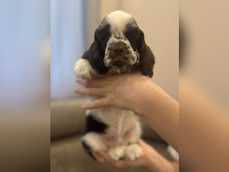 Aaden of Your Brilliand Diamond American Cocker Spaniel Rüde Suche eine liebevolle Familie