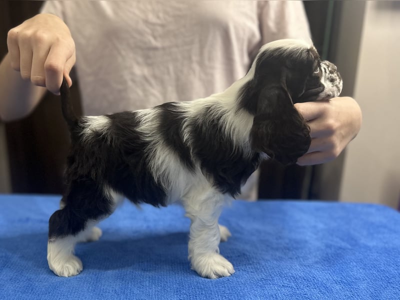 Aaden of Your Brilliand Diamond American Cocker Spaniel Rüde Suche eine liebevolle Familie