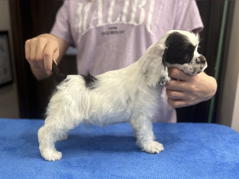 American Cocker Spaniel Jungs mit FCI Pedigree