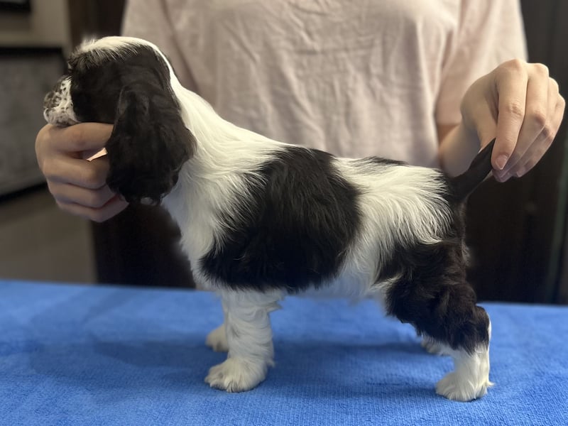 American Cocker Spaniel Jungs mit FCI Pedigree