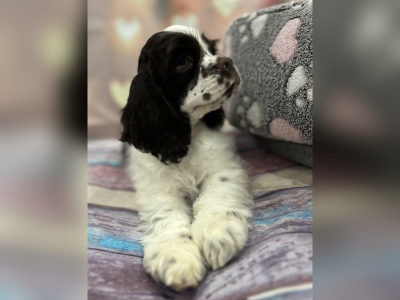 American Cocker Spaniel Jungs mit FCI Pedigree