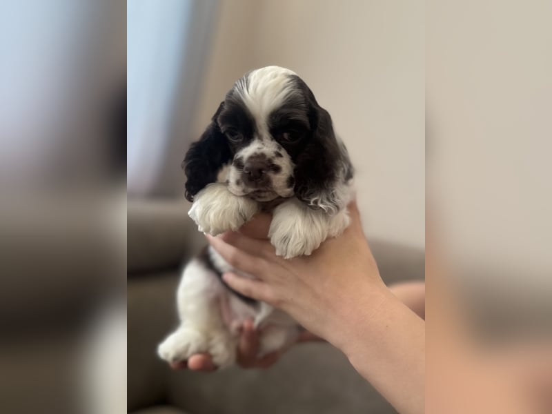American Cocker Spaniel Jungs mit FCI Pedigree