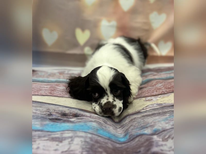 American Cocker Spaniel Jungs mit FCI Pedigree