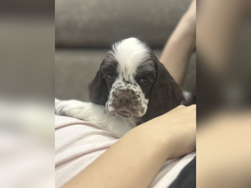 American Cocker Spaniel Jungs mit FCI Pedigree
