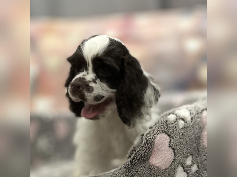 American Cocker Spaniel Jungs mit FCI Pedigree