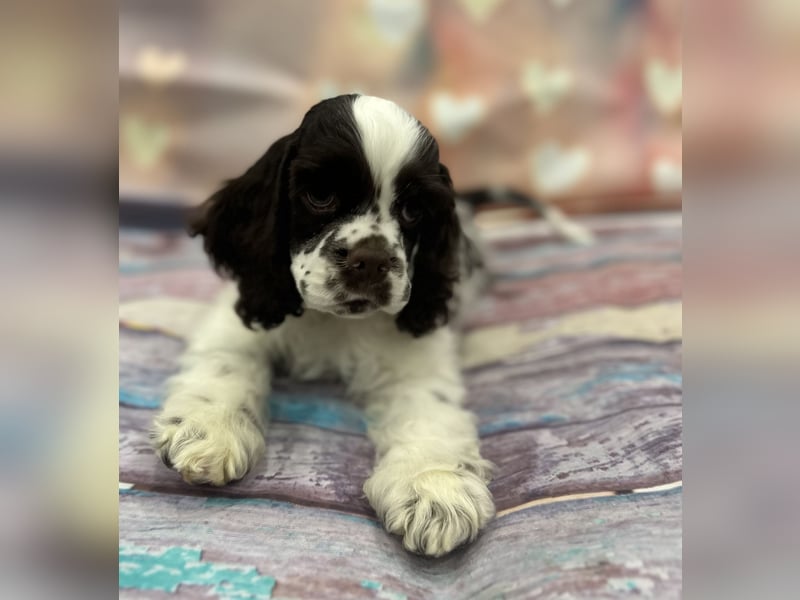 American Cocker Spaniel Jungs mit FCI Pedigree
