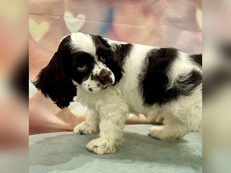 American Cocker Spaniel Jungs mit FCI Pedigree