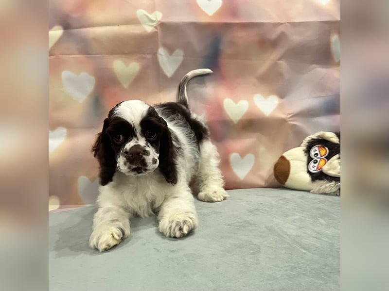 American Cocker Spaniel Jungs mit FCI Pedigree